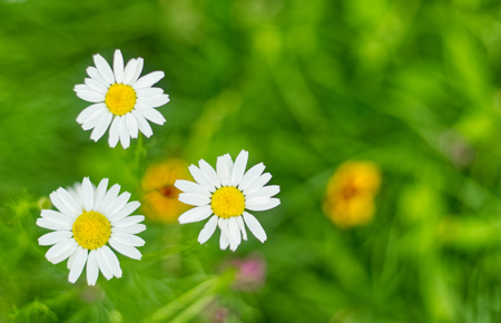 Chamomile flowers on the blur green background.の写真素材