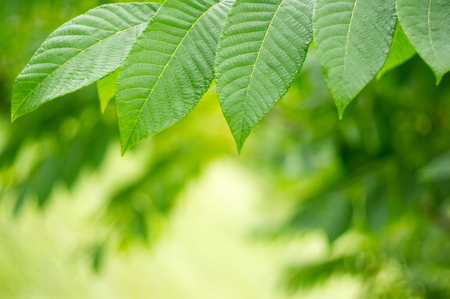 Twig with green leaves. Bokeh effect on the background.の写真素材