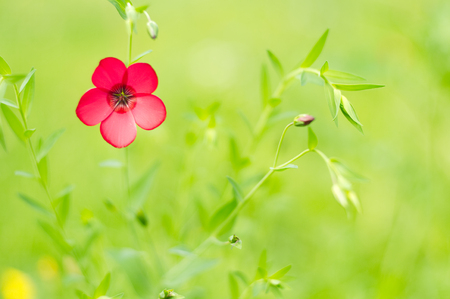 Bright flower on the blur green background.の写真素材