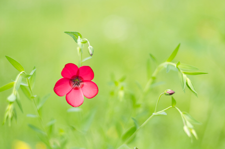 Bright flower on the blur green background.の写真素材