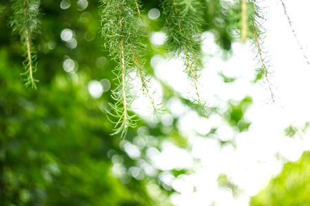 Fir-needles on the blur green background.の写真素材