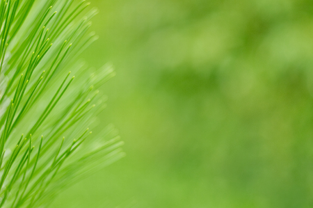 Fir-needles on the blur green background.の写真素材