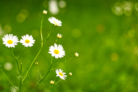 Chamomile flowers on the blur green background.の写真素材