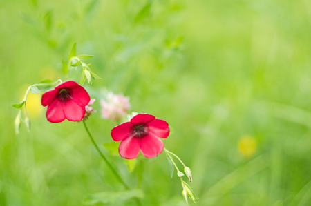 Bright flowers on the blur green background.の写真素材