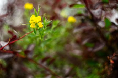 Yellow flower on the blur background.の写真素材