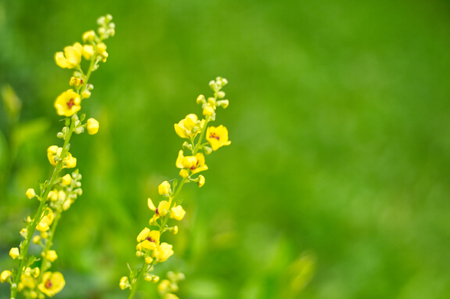 Flowers on the blur green background.の写真素材