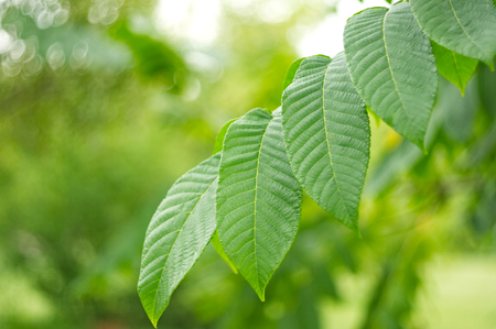 Twig with green leaves. Bokeh effect on the background.の写真素材