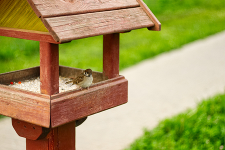 Sparrow sitting in the wooden birdhouse and waiting for something to eat.の写真素材