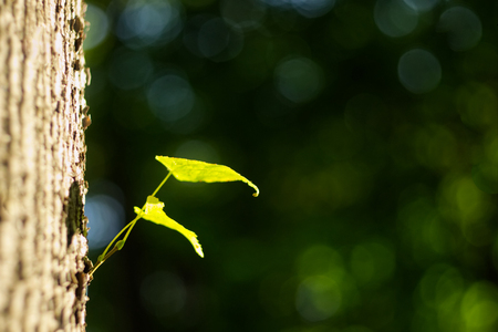 Young green leaf growing from the solid tree trunk. Newborn leaf in sunlight beams. Bokeh background.の写真素材