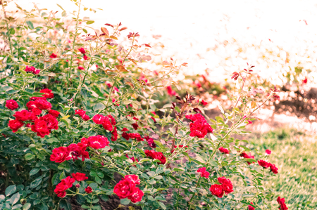 Scarlet roses buds blooming on the flowerbed. Floribunda blossoms in sunny day. Garden bush with rose flowers.の写真素材