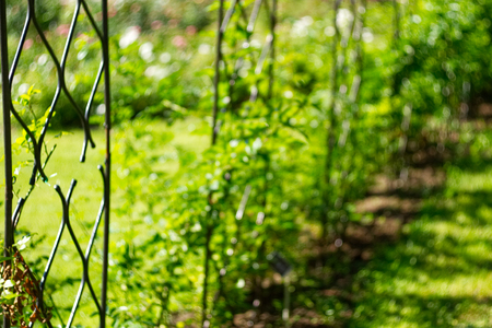 Decorative shod lattice for ivy in the garden. Blurred background.の写真素材