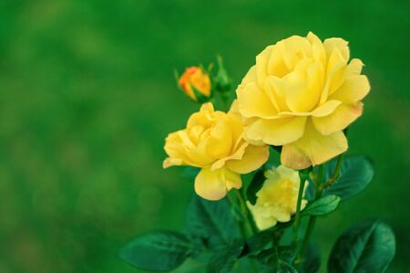 Bright rose flowers blooming in The Tsytsin Main Moscow Botanical Garden of Academy of Sciences. Roses garden. Roses background. Place for text.の写真素材