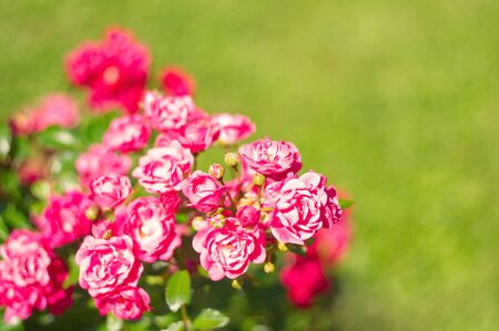 Bright rose flowers blooming in The Tsytsin Main Moscow Botanical Garden of Academy of Sciences. Roses garden. Roses background. Place for text.の写真素材