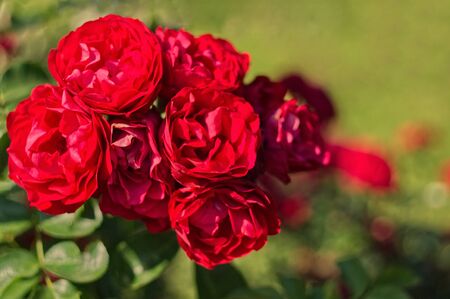 Bright floribunda flowers blooming in The Tsytsin Main Moscow Botanical Garden of Academy of Sciences. Roses garden. Festive bouquet in sunlight. Place for text.の写真素材