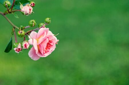 Bright rose flowers blooming in The Tsytsin Main Moscow Botanical Garden of Academy of Sciences. Roses garden. Roses background. Place for text.の写真素材