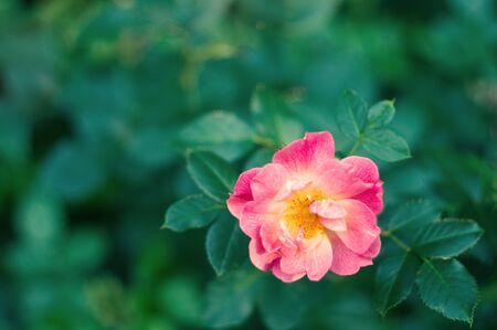 Bright rose flower blooming in the garden. Roses background. Place for text.の写真素材