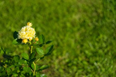 Bright rose flower blooming in the garden. Roses background. Place for text.の写真素材