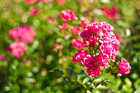 Bright floribunda flowers blooming in The Tsytsin Main Moscow Botanical Garden of Academy of Sciences. Roses garden. Festive bouquet in sunlight. Place for text.の写真素材