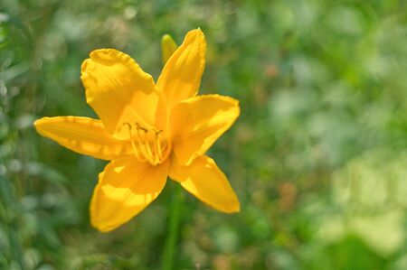 Golden Daylily blooming in the flowerbed. Big yellow flower on blurred background.の写真素材