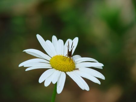 shot at thekkadi, kerala, this image portraits a moth sucking nectarの写真素材