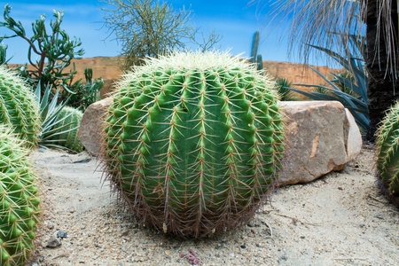 Cactus Garden in the Park