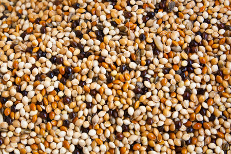 Bird Food