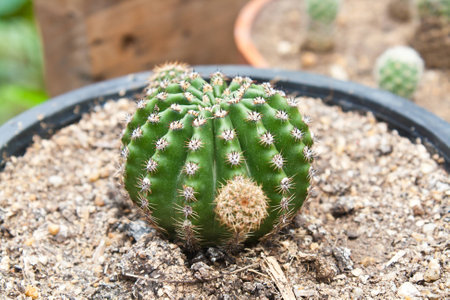 The Small Cactus in the Clay Pot