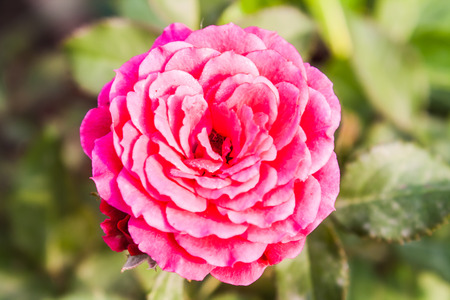 Colorful Pink Rose Flowerの写真素材