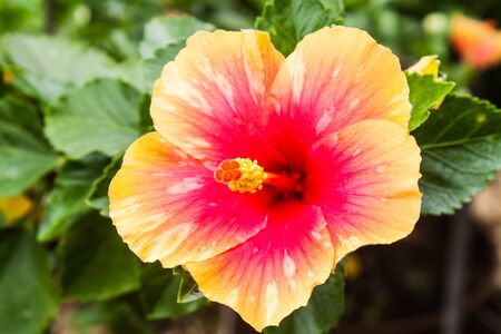 Beautiful Hibiscus Rosa Sinensis Hibuscus sp. in a Park