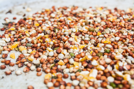 Mixed Wheat and Grain for Bird Feedの写真素材