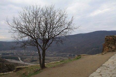 One tree / The tree on slope hill mountain