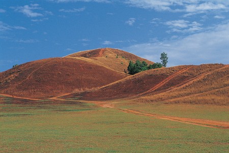 Mountain grass at Ranong Province, Thailandの写真素材