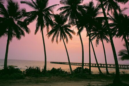 Coconut palms on the beach, Ko Kut island, Thailandの写真素材