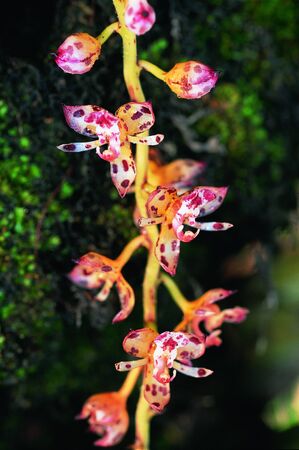 Forest Orchid in Thailandの写真素材