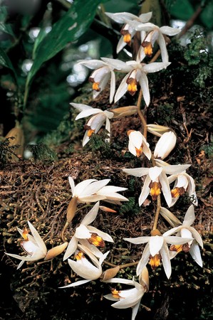 Forest Orchid in Thailandの写真素材