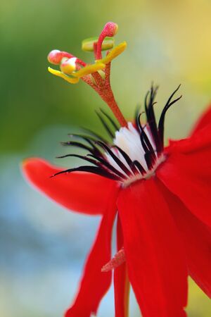 Red flowerの写真素材