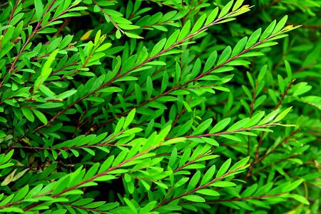 Tropical leaf textureの写真素材