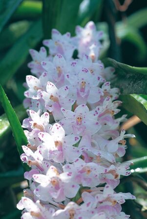 Forest Orchid in Thailandの写真素材