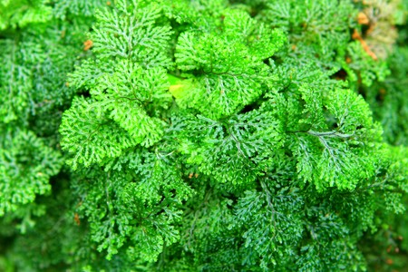 Texture of tropical leafの写真素材