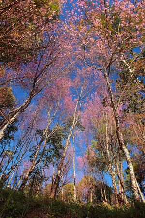 Beautiful tree against skyの写真素材