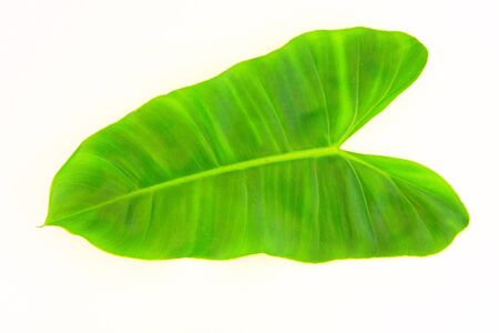 Leaf of a plant close upの写真素材