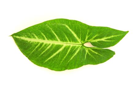 Leaf of a plant close upの写真素材
