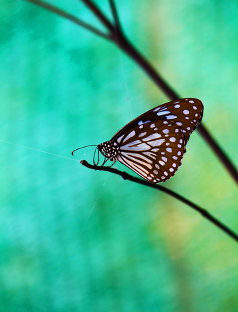 Beautiful butterfly in the gardenの写真素材