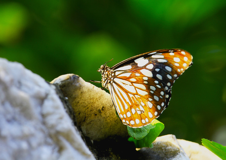 Beautiful butterfly in the gardenの写真素材
