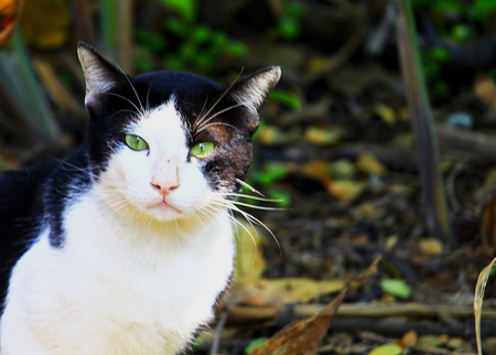 Cute Little Catの写真素材