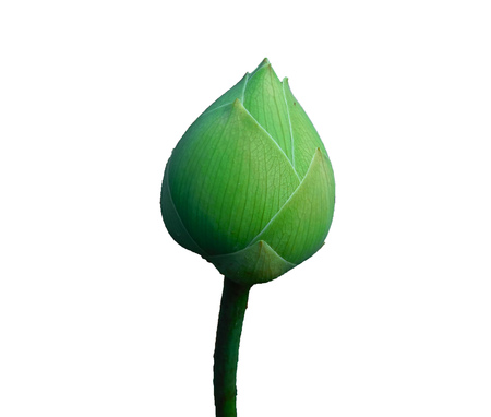 Lotus on a white background.の写真素材