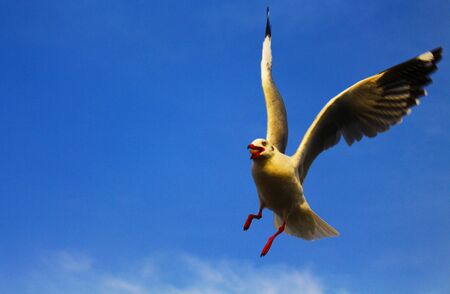 seagull's flying in a blue skyの写真素材