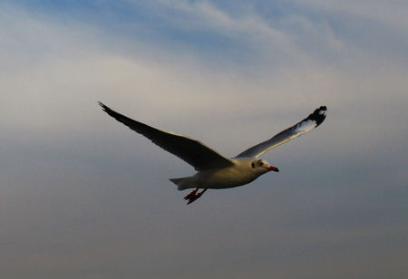 seagull's flying in a blue skyの写真素材