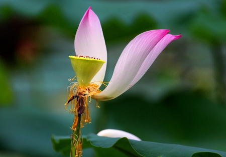 Pink lotus flowers are beautifully blooming outdoors.の写真素材