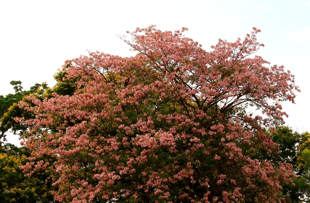 Spring Pink Flowers beautifully blooming for backdroundsの写真素材